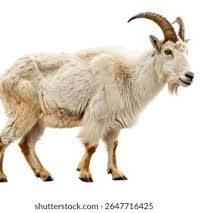 image of goat