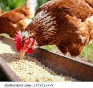 PoultryFarming