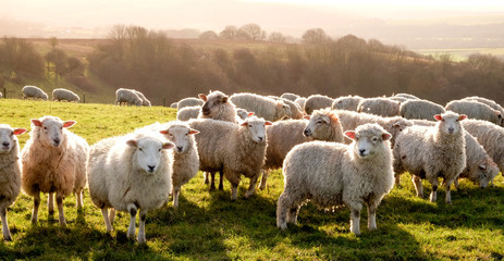 Sheep Rearing